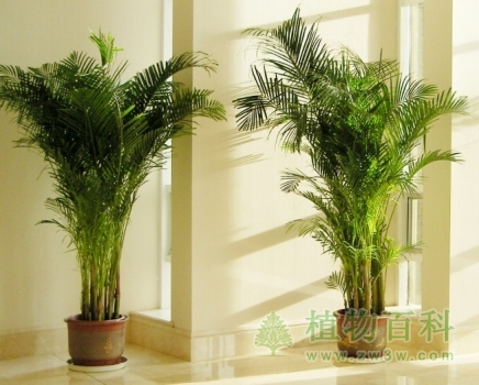 室内放绿色植物冬天可增湿