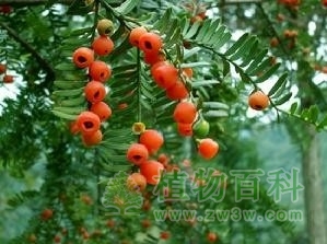保护植物：红豆杉