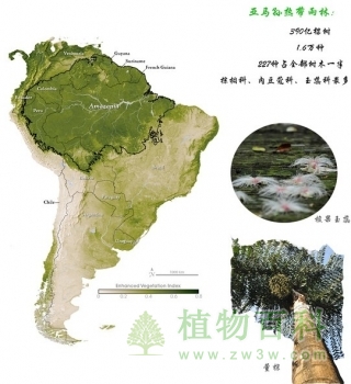 亚马孙热带雨林最丰富的植物种类