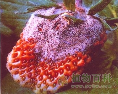 草莓灰霉菌