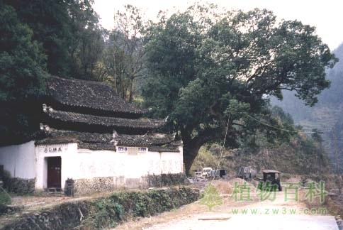庆元百山祖自然保护区