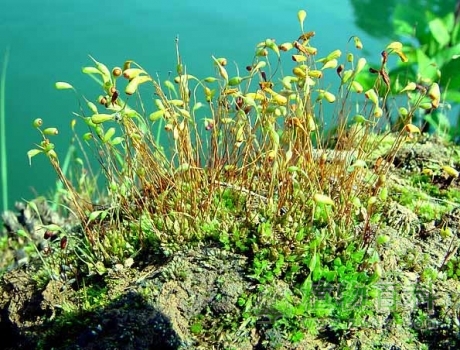 苔藓植物的分类