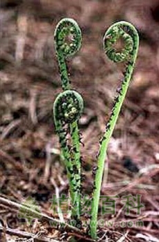 蕨类植物的分类特征