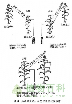 有性繁殖植物的主要授粉方式