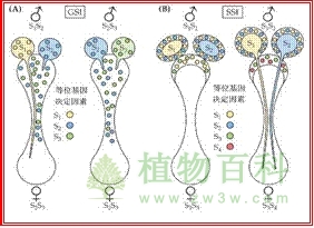 两种特殊的有性繁殖方式