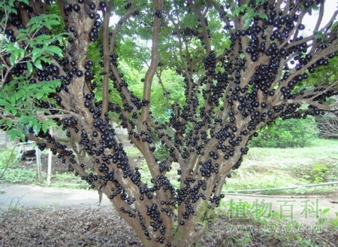 树葡萄