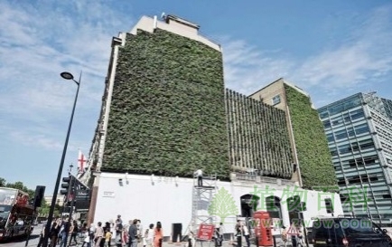 万株植物“活体墙”惊艳伦敦