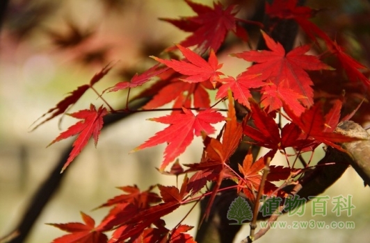 秋天某些树叶变红的原因