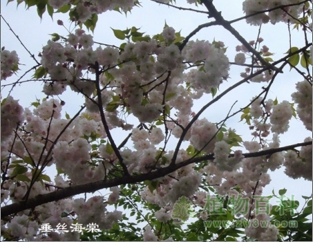 樱花和垂丝海棠 [乔木花]