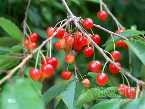观果植物――樱桃、山里红、梅子和桃