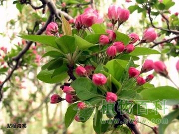 灌木花――榆叶梅和贴梗海棠