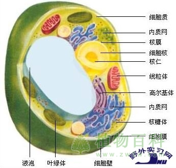 植物细胞结构