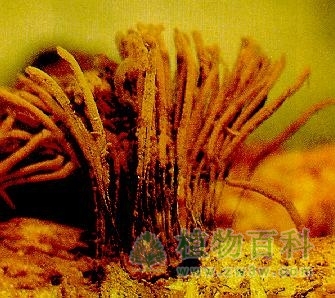 粘菌“植物”之谜
