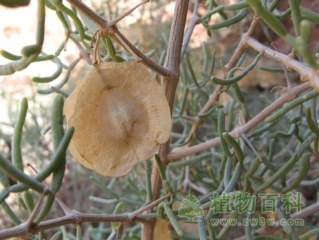 植物磁信息的应用(2)