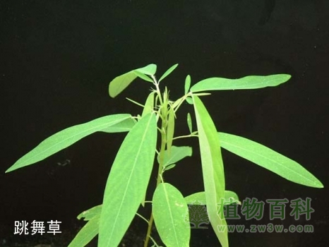 植物传递信息的“秘诀”