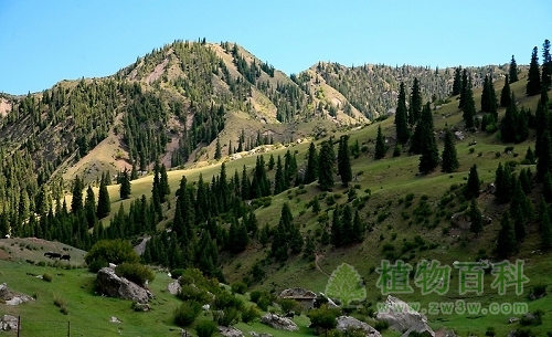 新疆西天山自然保护区