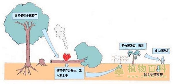 热带雨林里的活动