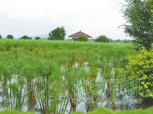 人工湿地