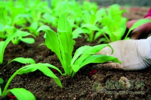 植物对土壤因子的生态适应
