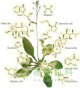 植物脱落的控制