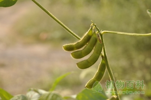 植物的脱落