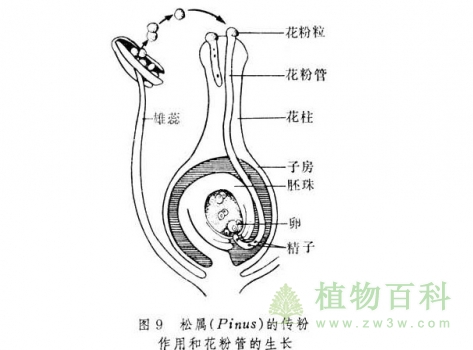 花粉管生长