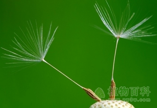 植物种子生理