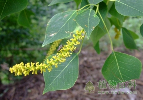 植物抵抗害虫的方式与生理基础