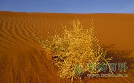 提高植物抗热性的措施