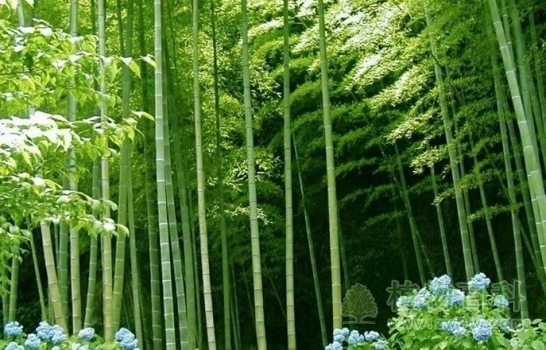 世界上最高的竹子