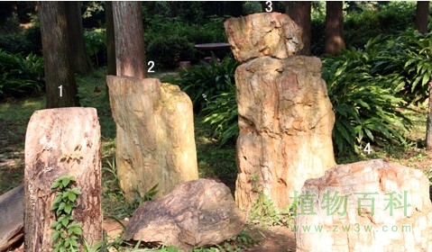 1为树木，2、3、4为木化石