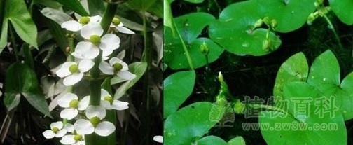 水生植物多种多样的性系统