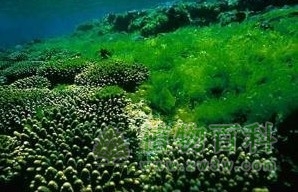 藻类植物—绿色生命的起源