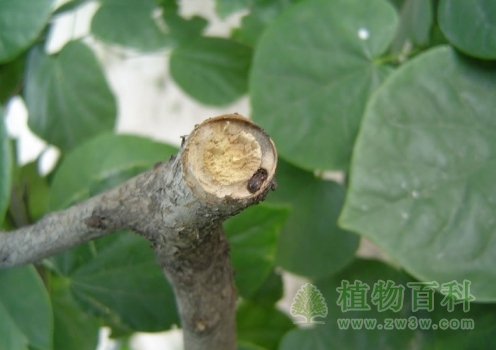 云南2013年上半年截获植物疫情创6年之最