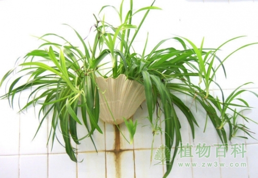 室内净化空气最佳23种植物