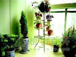 四条植物原则净化室内环境污染