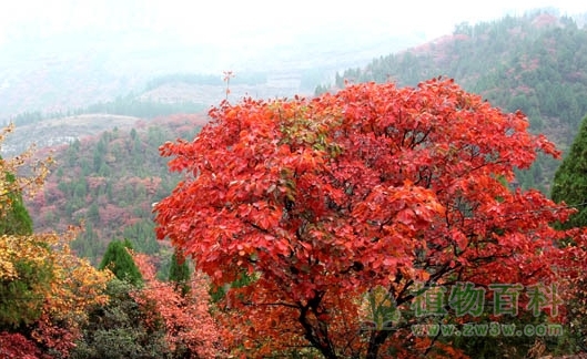 气候变暖，红叶变色期延迟至10月底