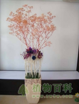 第七届中国花卉博览会评选，梦之草获奖