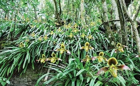 雅长兰科植物保护区正式成为国家级自然保护区