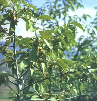 翅果油树