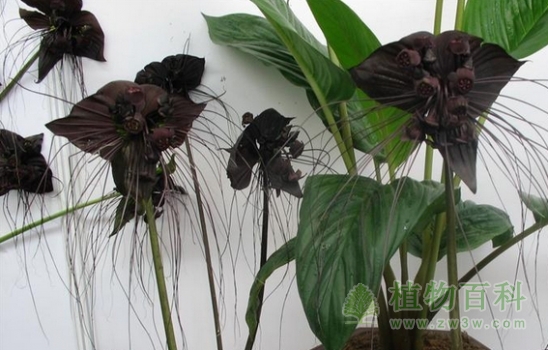 黑色花卉