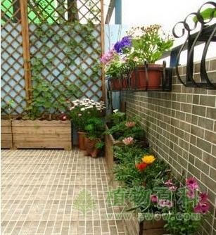 庭院绿化简易方法与技巧 