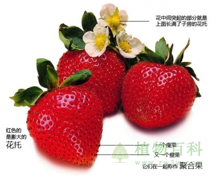 草莓的籽长在表面上