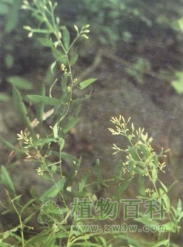 小花异裂菊