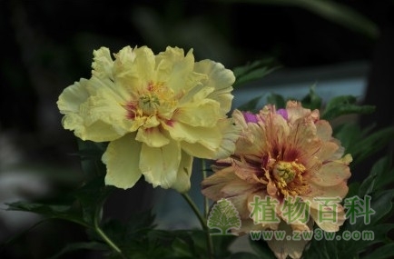 华南植物园举办第二届牡丹风情节