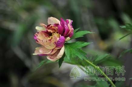 华南植物园举办第二届牡丹风情节