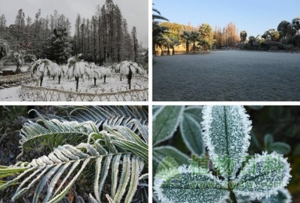 昆明植物园30余种国家一级保护植物受冻害