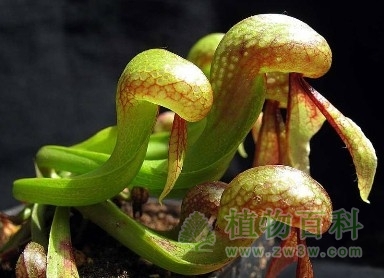 吓人的植物--眼镜蛇草