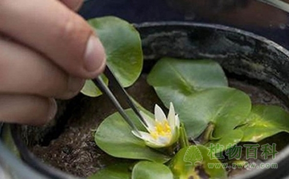 世界最罕见袖珍睡莲在英皇家植物园被盗