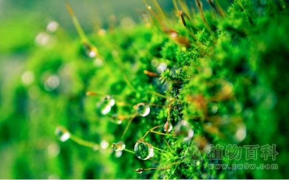 贺兰山发现3个苔藓植物中国新记录种